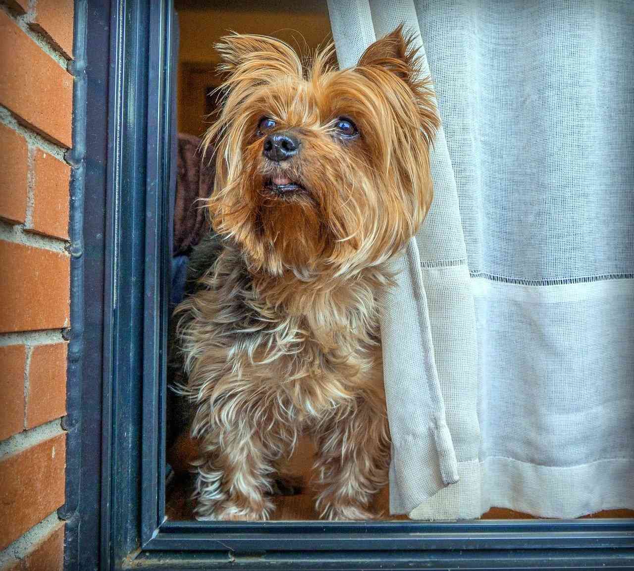 йоркширский терьер — рейтинг лучших собак для квартиры sova.live
